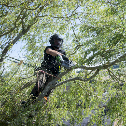 EGO CS1200E Top-Handle Chainsaw 12"